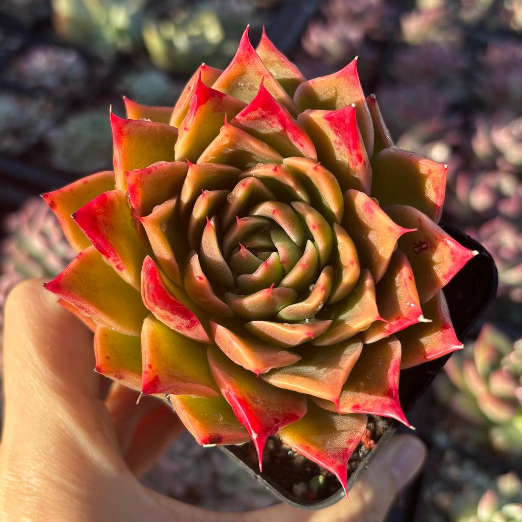 oz succulent Echeveria Wizard of Oz 绿野仙踪Succulent Delight new hybrid – Succulents Delight