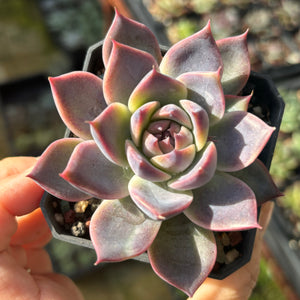 Echeveria Purple Fairy 紫霞仙子 Succulent Delight new hybrid
