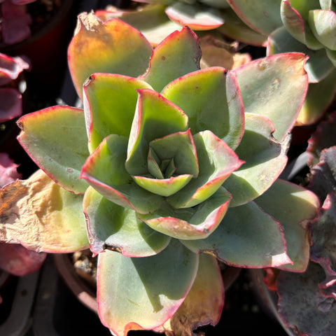 Echeveria subrigida 钢叶莲
