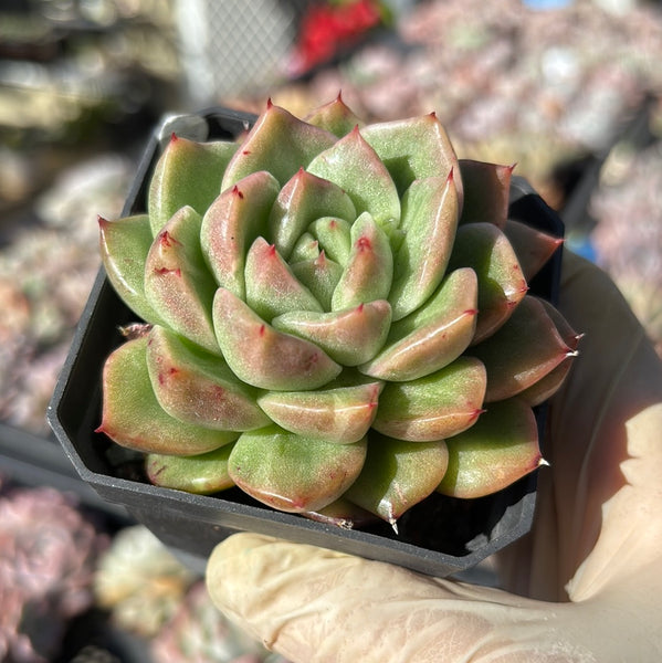 #93 Echeveria Fantasy Rose Silky Variegated 梦幻玫瑰拉丝锦
