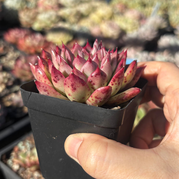 Echeveria Red Queen 红女王 Succulent Delight new hybrid
