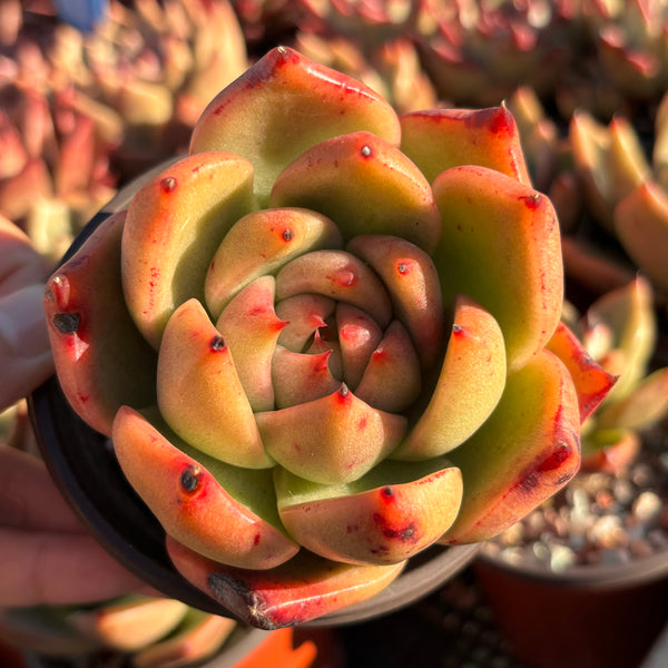 Echeveria Agavoides Vashon 瓦森东云