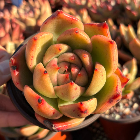 Echeveria Agavoides Vashon 瓦森东云