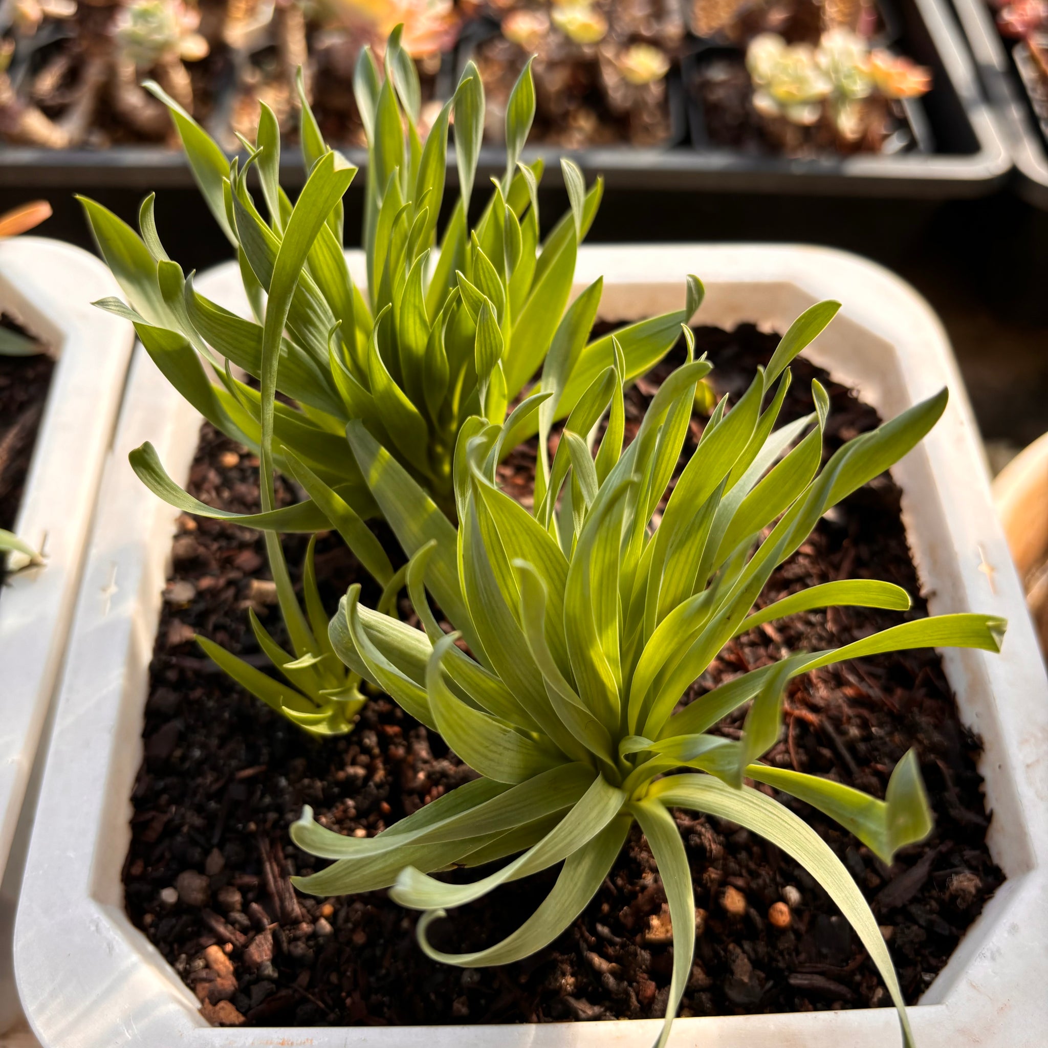 Ornithogalum concordianum plant 弹簧草 pick up only