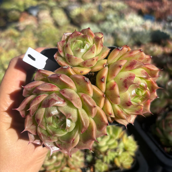 Get the same Echeveria Mulgan sp cluster No. 1