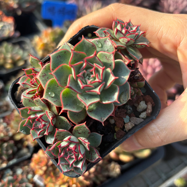 Echeveria Halo 光晕