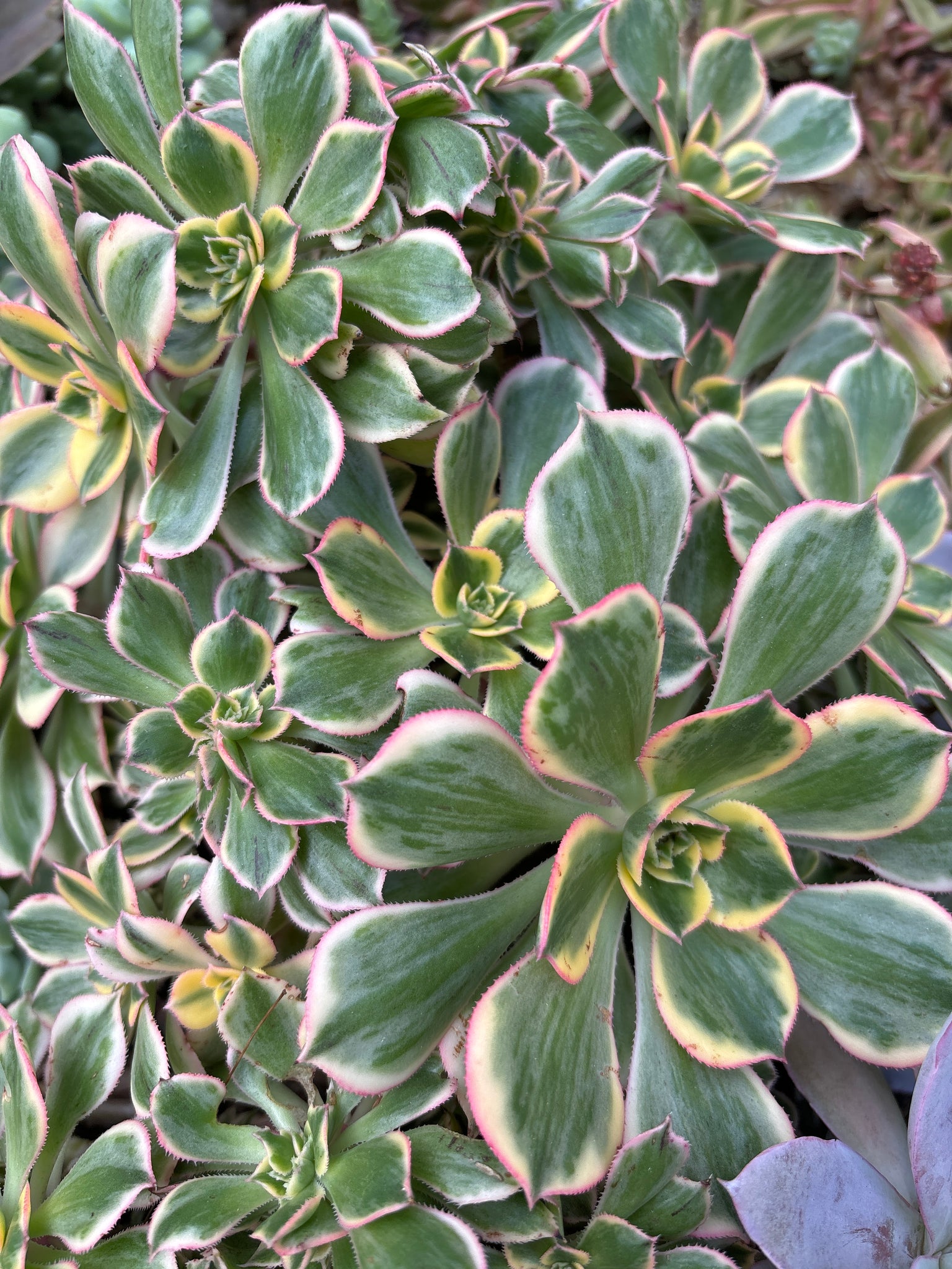 cutting Aeonium Sunburst 灿烂法师