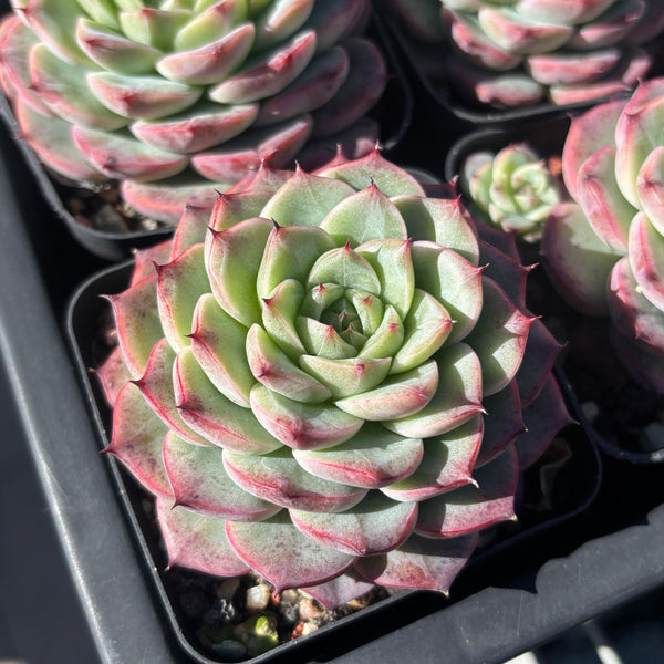 Echeveria Roulette 轮盘 Succulent Delight 2026 new hybrid