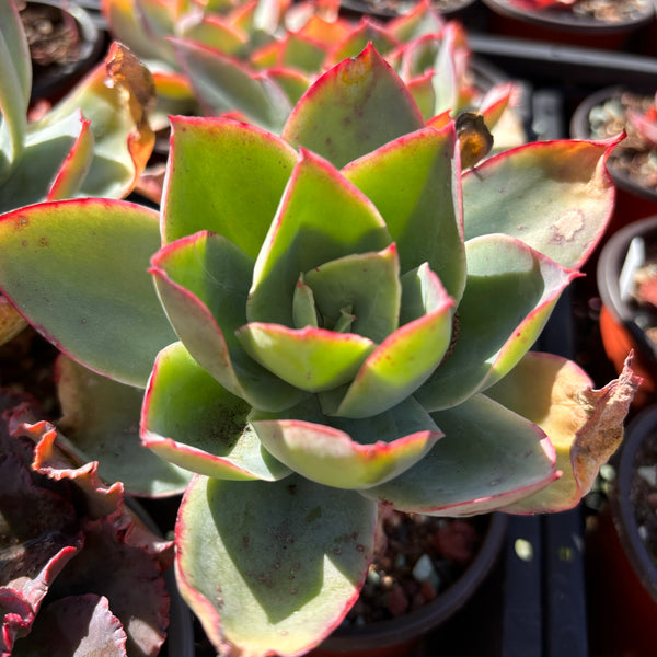 Echeveria subrigida 钢叶莲