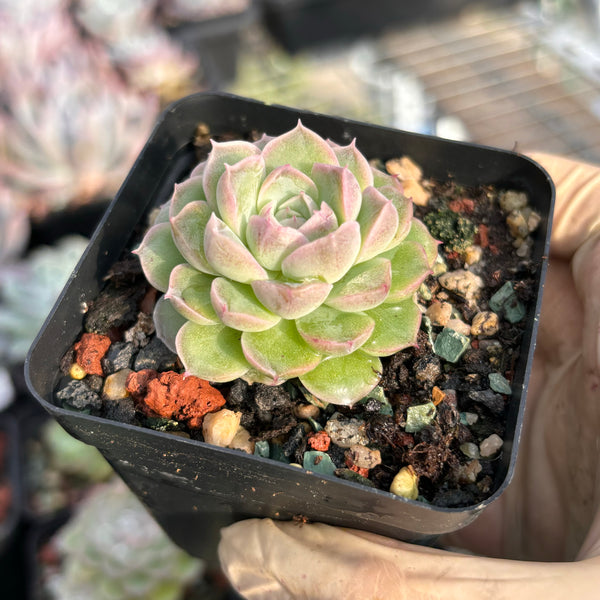 Echeveria Snow White 白雪公主 Succulents Delight New Hybrid