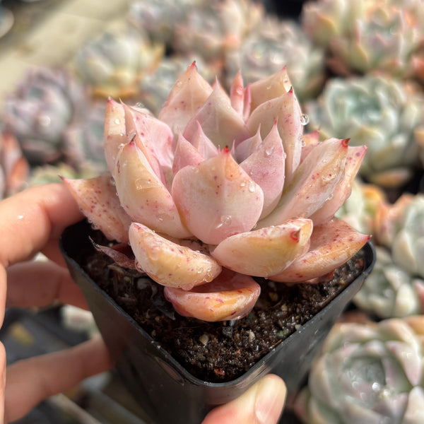 Echeveria Perfect Lover 完美恋人 Succulent Delight New Hybrid