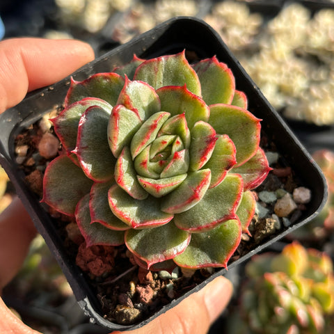 Echeveria Ice Age monst form 冰河世纪石化锦