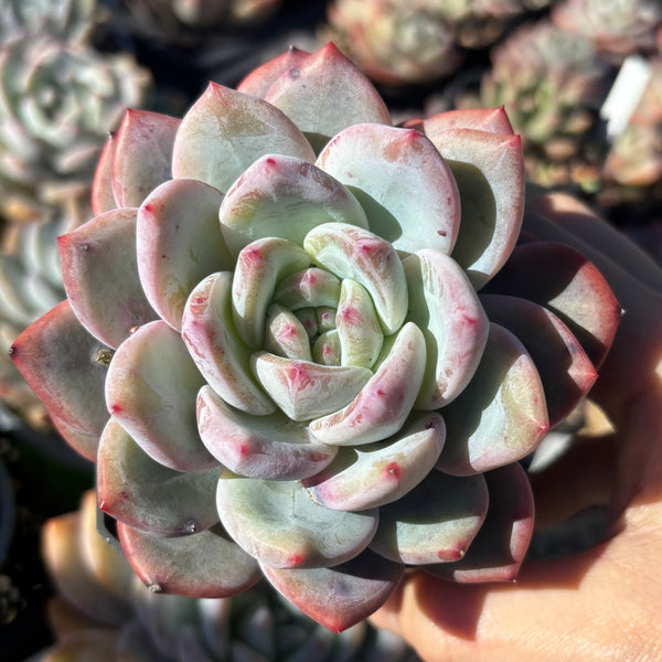 Echeveria Monica 梦卡 Succulent Delight 2026 new hybrid
