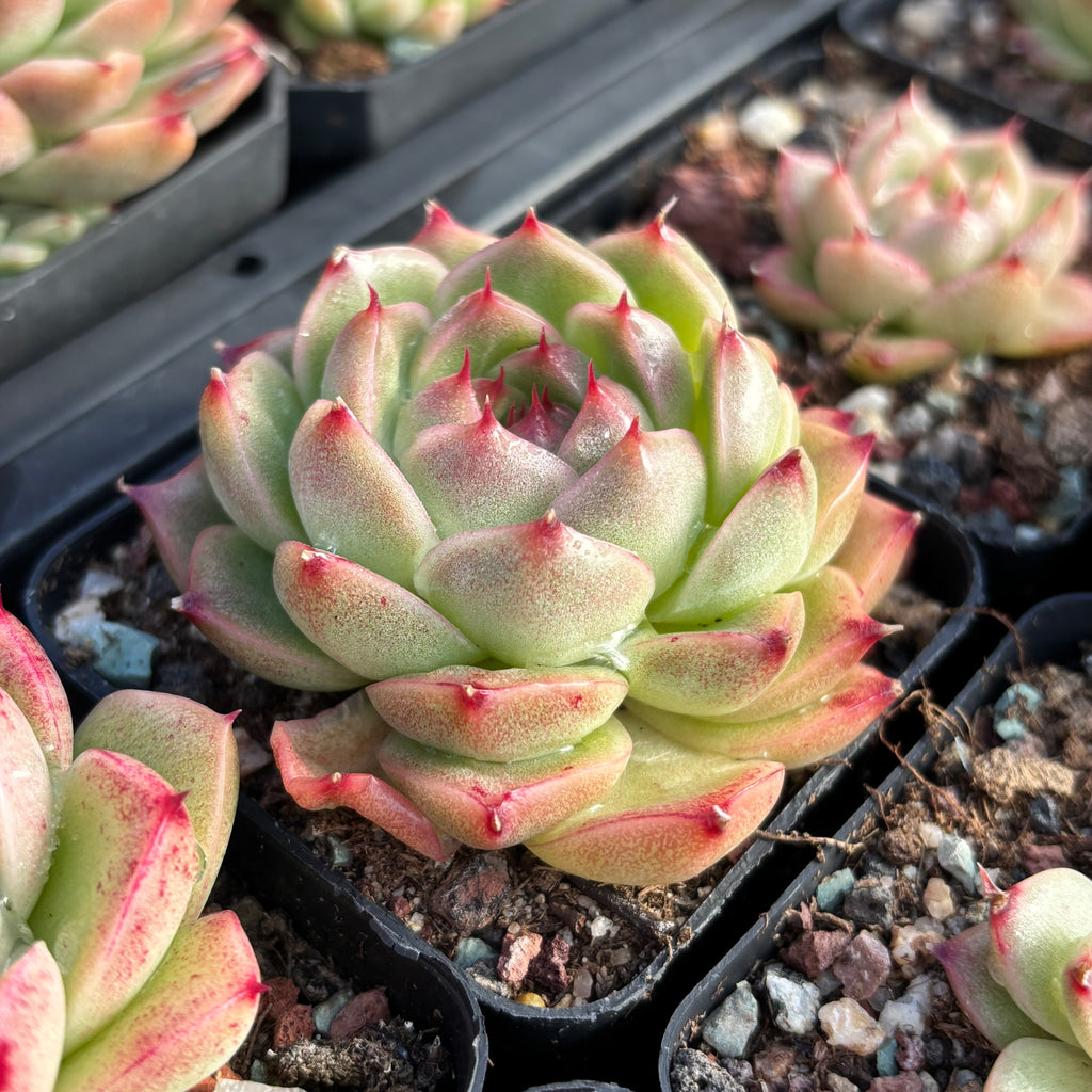 pink tips succulent Echeveria Pink Tips Malgan 粉尖麦秆Succulent Delight new hybrid – Succulents Delight
