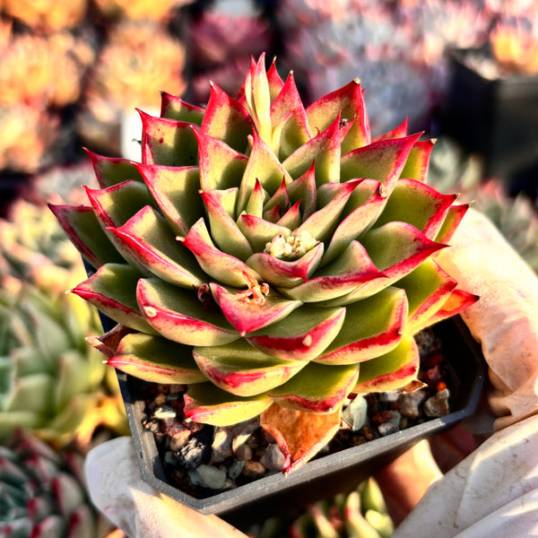 Echeveria Enchantress 红颜 Succulents Delight New Hybrid
