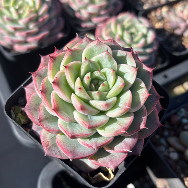Echeveria Roulette 轮盘 Succulent Delight 2026 new hybrid