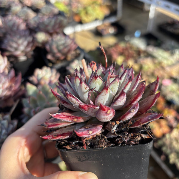 Echeveria Puebla 普埃布拉
