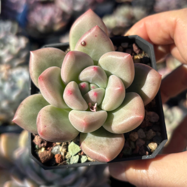 Echeveria White Champagne 白香槟 Succulent Delight new hybrid