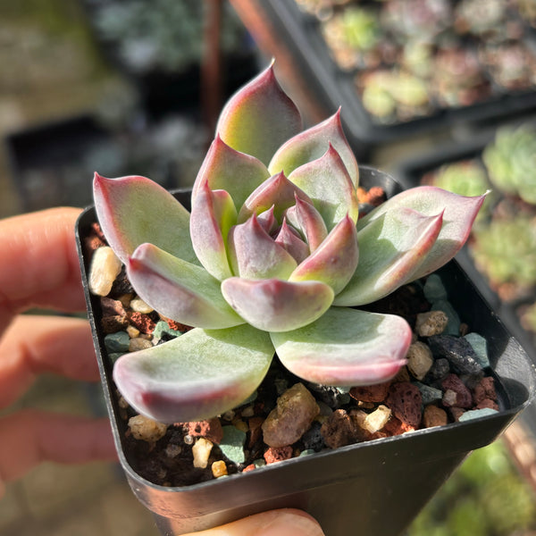 Echeveria Purple Fairy 紫霞仙子 Succulent Delight new hybrid
