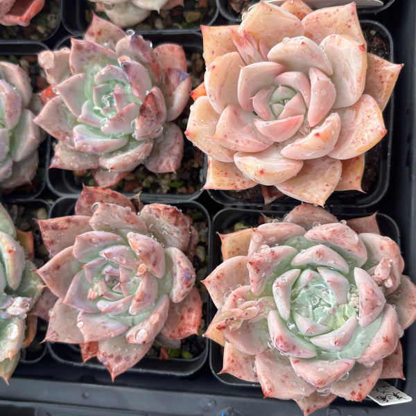 Echeveria Perfect Lover 完美恋人 Succulent Delight New Hybrid