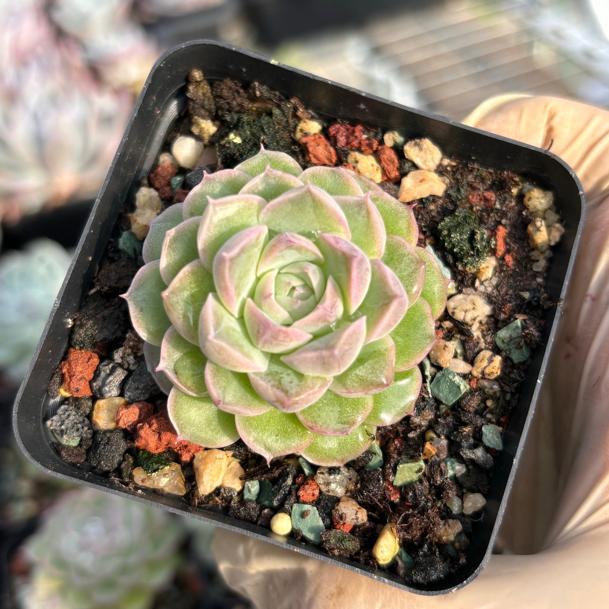 Echeveria Snow White 白雪公主 Succulents Delight New Hybrid