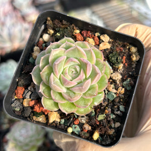 Echeveria Snow White 白雪公主 Succulents Delight New Hybrid