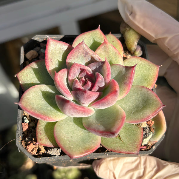 Echeveria Black Magic 黑魔法 Succulent Delight New Hybrid
