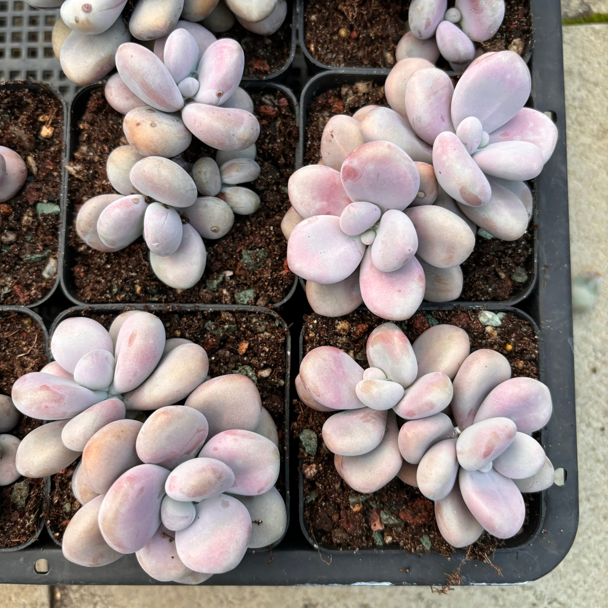 Specail！Graptopetalum Amethystinum Lavender Pebbles 桃蛋