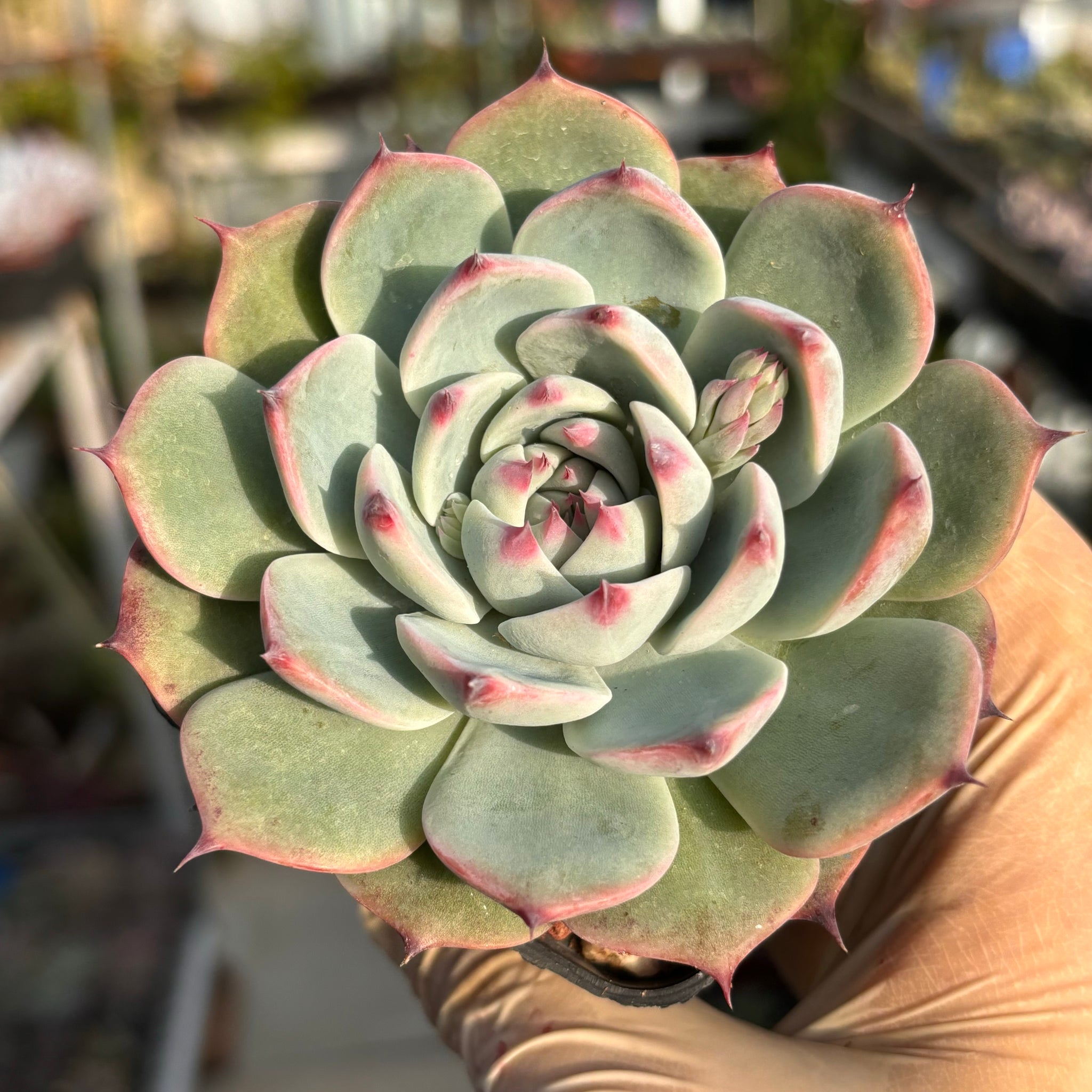 Echeveria chihuahuaensis 吉娃娃