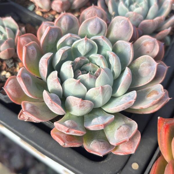 Echeveria Tears of Luna with bumps 月之泪 （带瘤子）Succulent Delight new hybrid