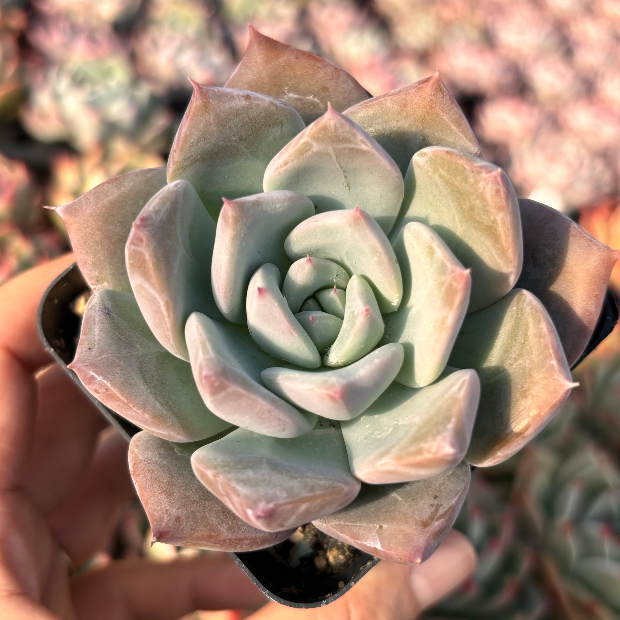 Echeveria White Lover 白色恋人 Succulent Delight New Hybrid