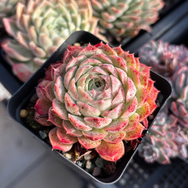Echeveria Sacred Peach 仙桃