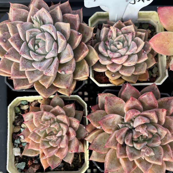 Echeveria Pink Planet 粉色星球 - with dark lines, Succulent Delight 2026 new hybrid