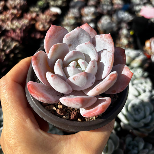 Echeveria Snow Angel 雪天使