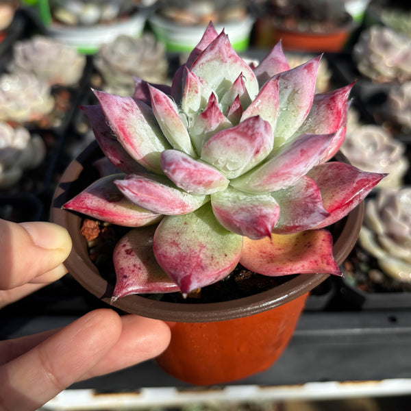 Echeveria Colorata hybrid 卡罗拉杂 Succulent Delight new hybrid
