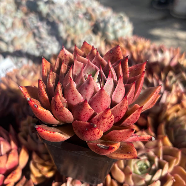 Echeveria Feet of Flames 火焰之舞