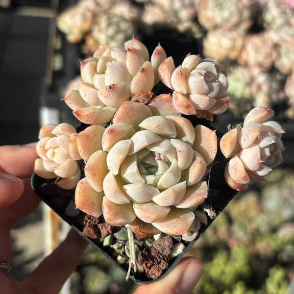 Echeveria Dreamy Chant 如梦令 Delight new hybrid