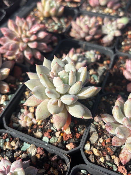 Pachyveria Stalactite 钟乳石 Succulents Delight New Hybrid
