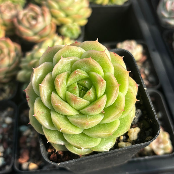Echeveria Crystal Malgan 水晶麦秆 Succulent Delight new hybrid