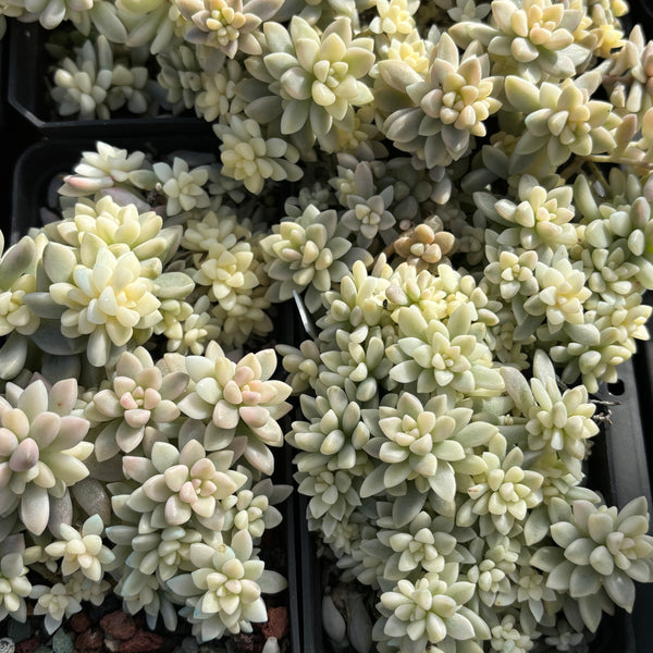 Graptopetalum mirinae variegata 姬秋丽锦
