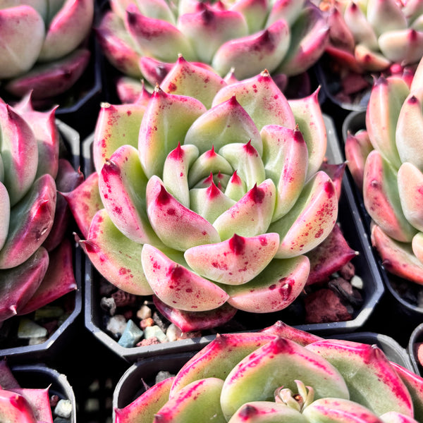 Echeveria Twilight Kiss 暮光之吻 Succulent Delight new hybrid