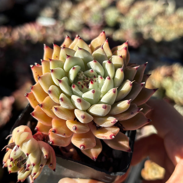 Echeveria cuspidata var. zaragozae 绿爪