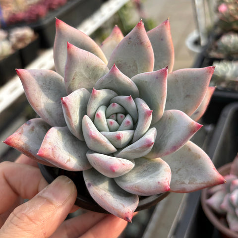 Echeveria Colorata 卡罗拉 Succulent Delight new hybrid