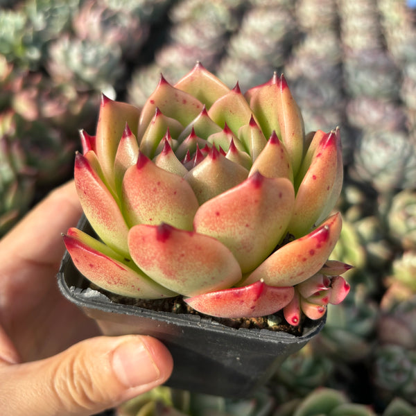 Echeveria Agavoides Love Song 情歌