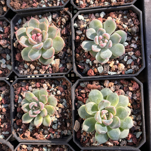 Echeveria Rose Dream 玫瑰梦 Succulent Delight new hybrid
