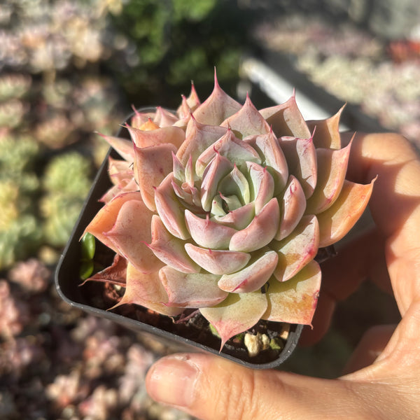 Echeveria Cold Fire 冷焰
