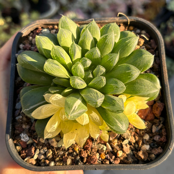 Haworthia Cooperi sp Suzhou variegated 苏州玉露锦