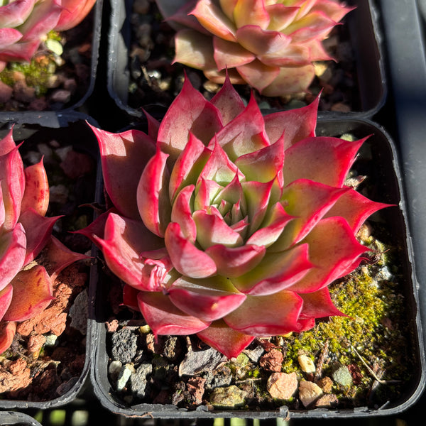 Echeveria Wizard of Oz 绿野仙踪 Succulent Delight new hybrid