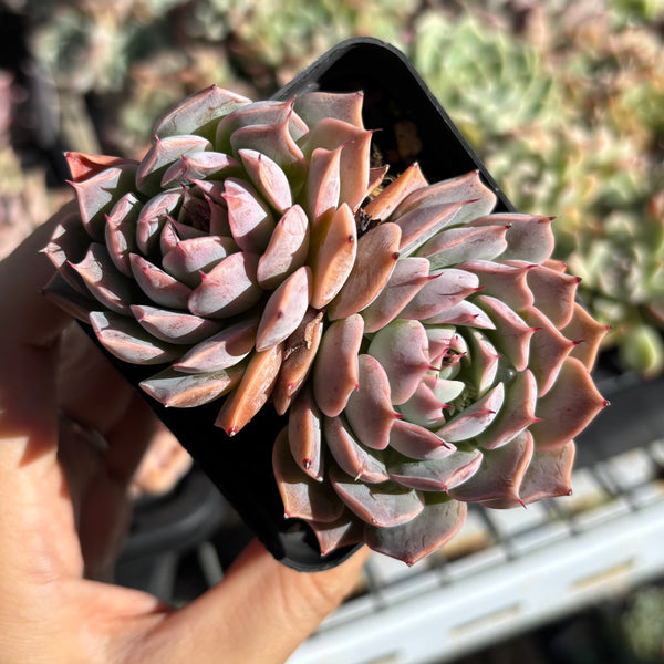 Echeveria Cold Fire 冷焰