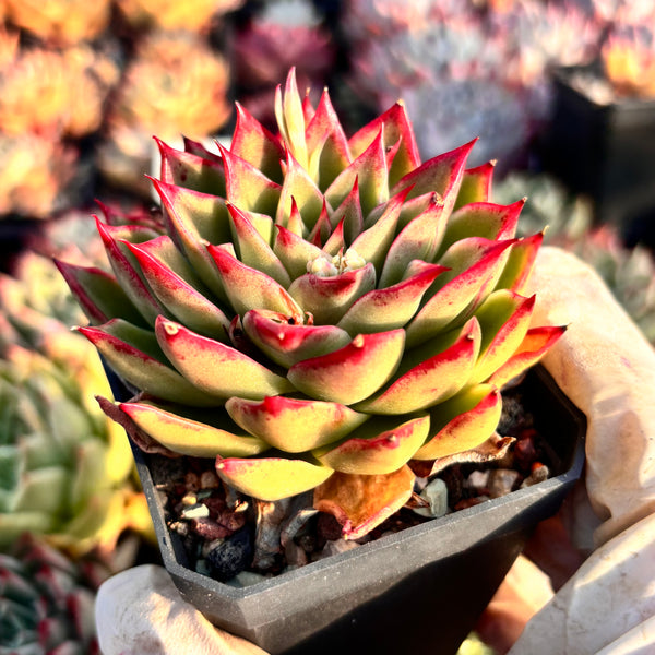 Echeveria Enchantress 红颜 Succulents Delight New Hybrid